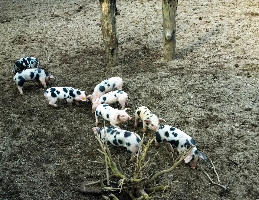 Picture of the Bürgerpark in Bremen