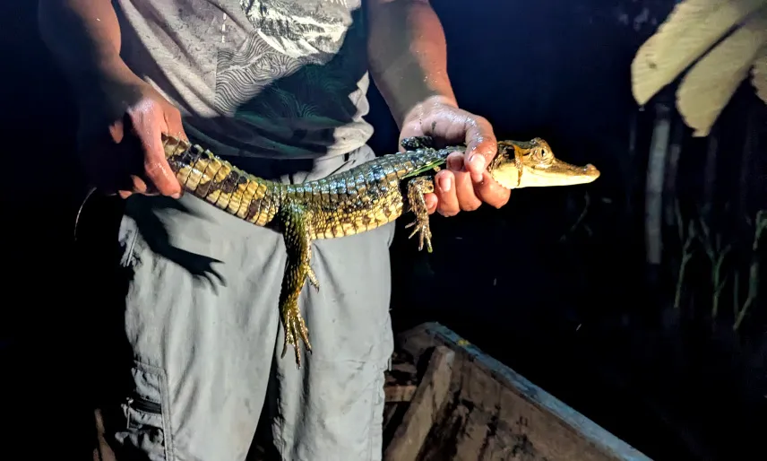 Picture of Small caiman in the Peruvian jungle