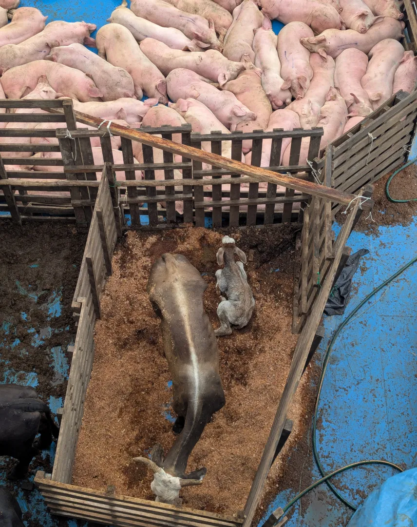 Picture of A calf was born on my cargo ship journey