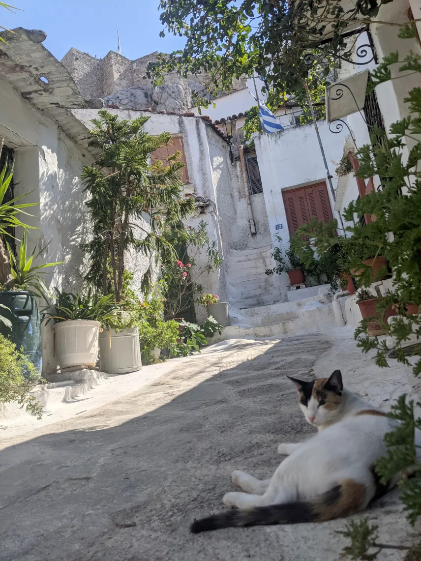 Picture of a cat in an alley