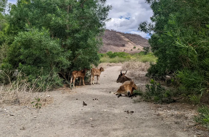 Picture of Rural life in the Northern Highlands of Nicaragua