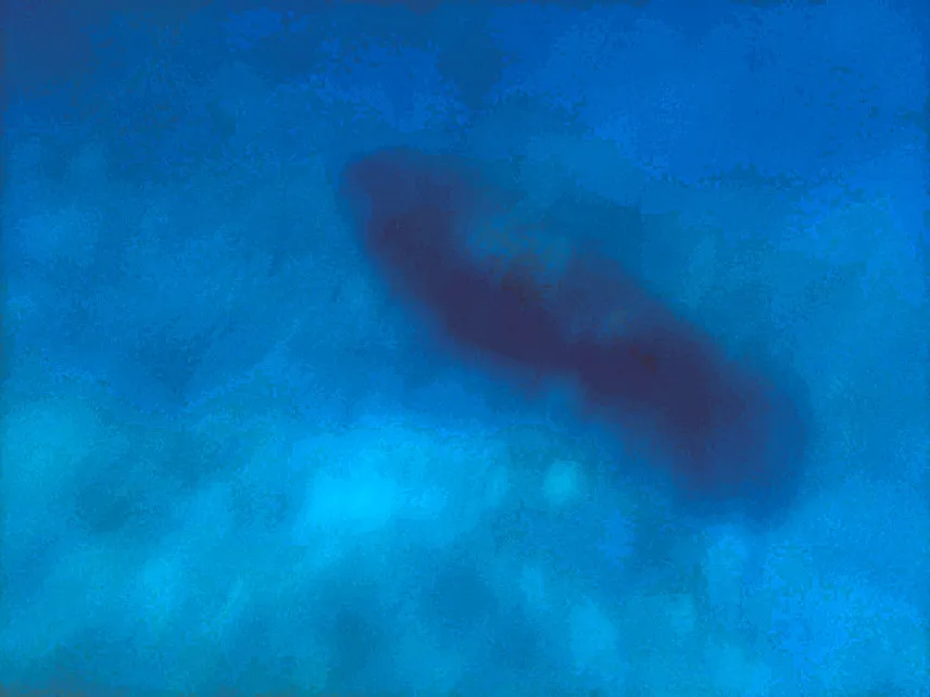 Picture of Manatee on Caye Caulker