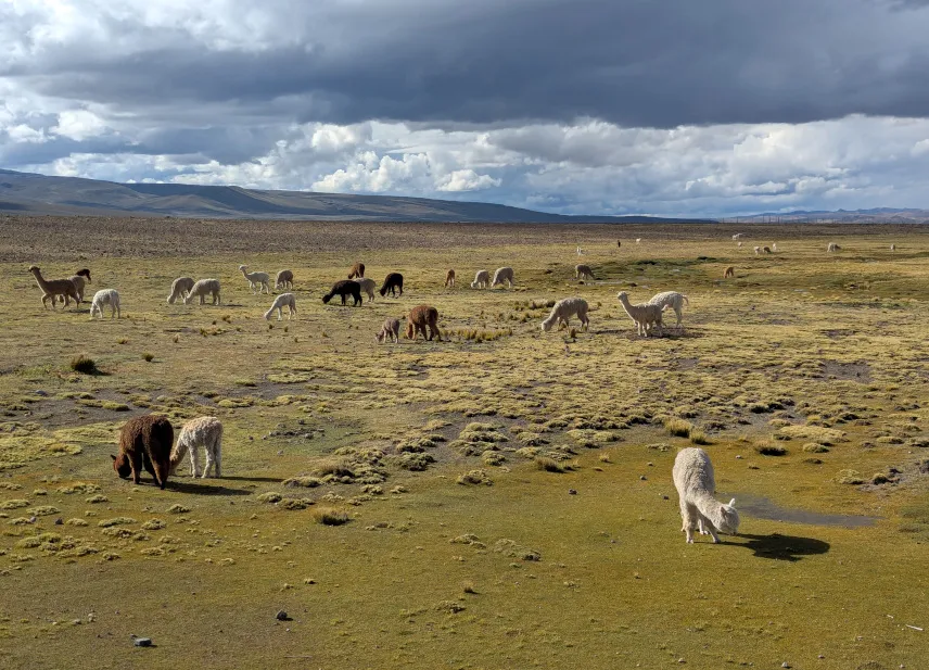 Picture of Llamas and vicuñas at Salinas y Aguada Blanca National Reserve