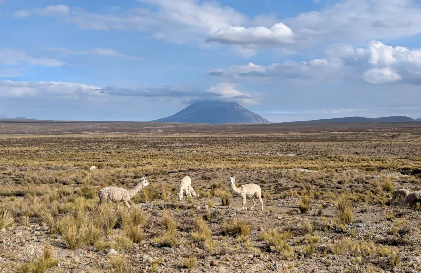 Picture of Wild llamas at Patahuasi
