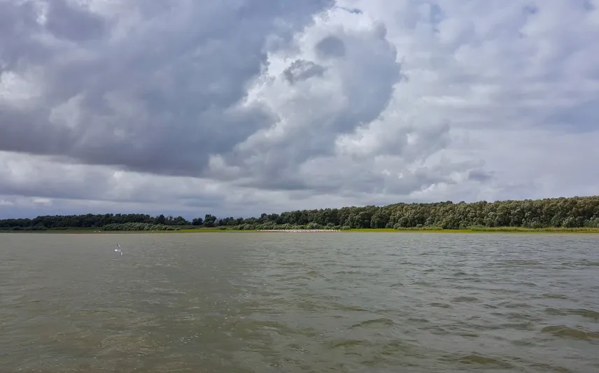 Picture of Birds in the Danube Delta