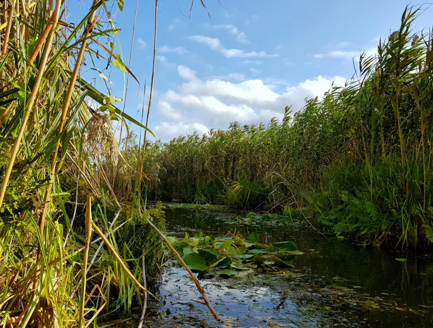 Picture of Spotting wildlife on Danube Delta trips