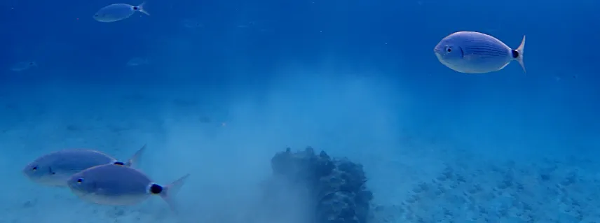 Picture of Cano Island snorkel tour