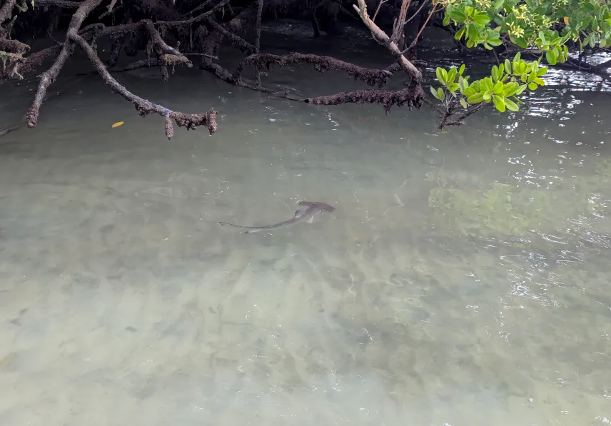 Picture of Baby hammerhead shark at Playa Mansa