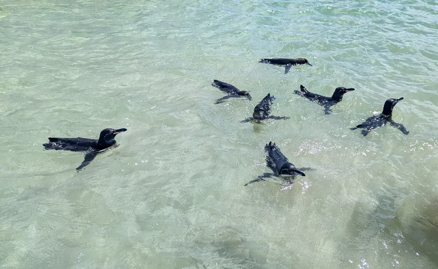 Picture of Penguins at Playa Isabela