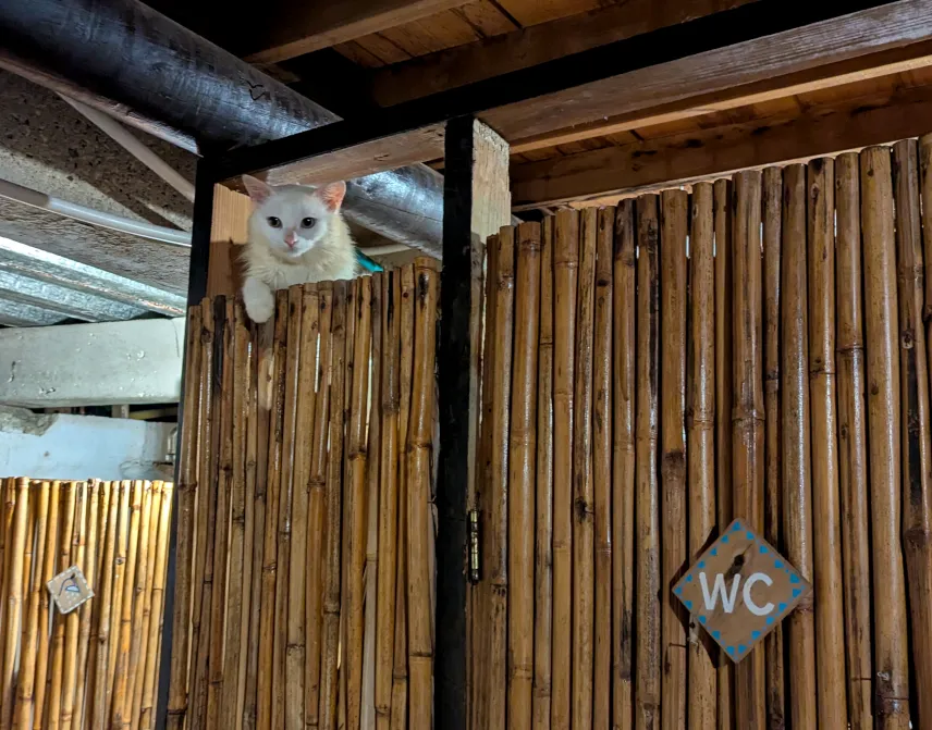 Picture of Peeping Tom(cat) at El Arca