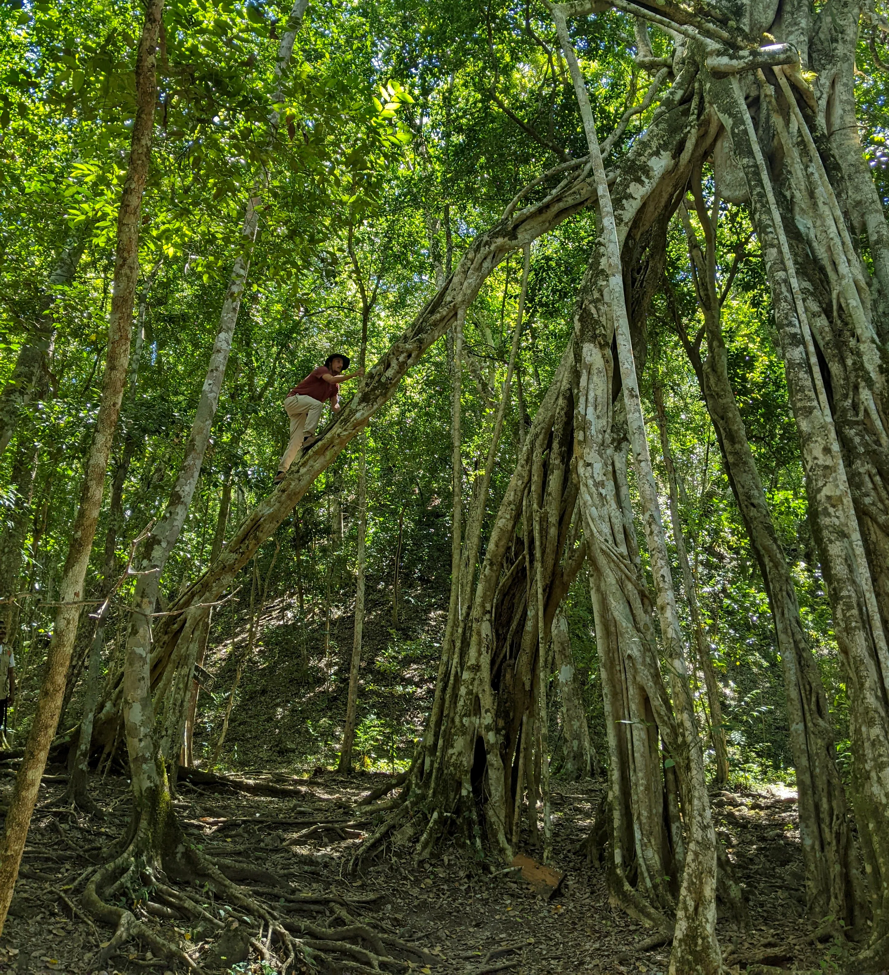 Picture of Fauna of El Mirador