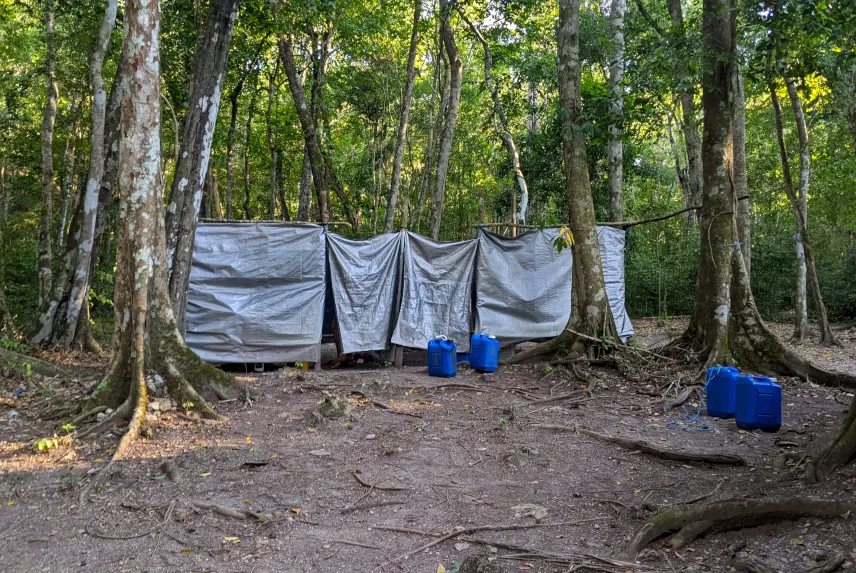 Picture of Jungle showers