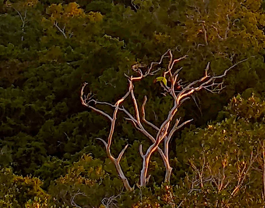Picture of Tucan seen from La Danta, El Mirador