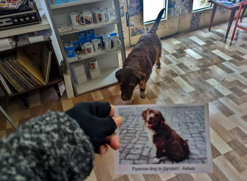 Picture of Gyumri’s most Famous Dog