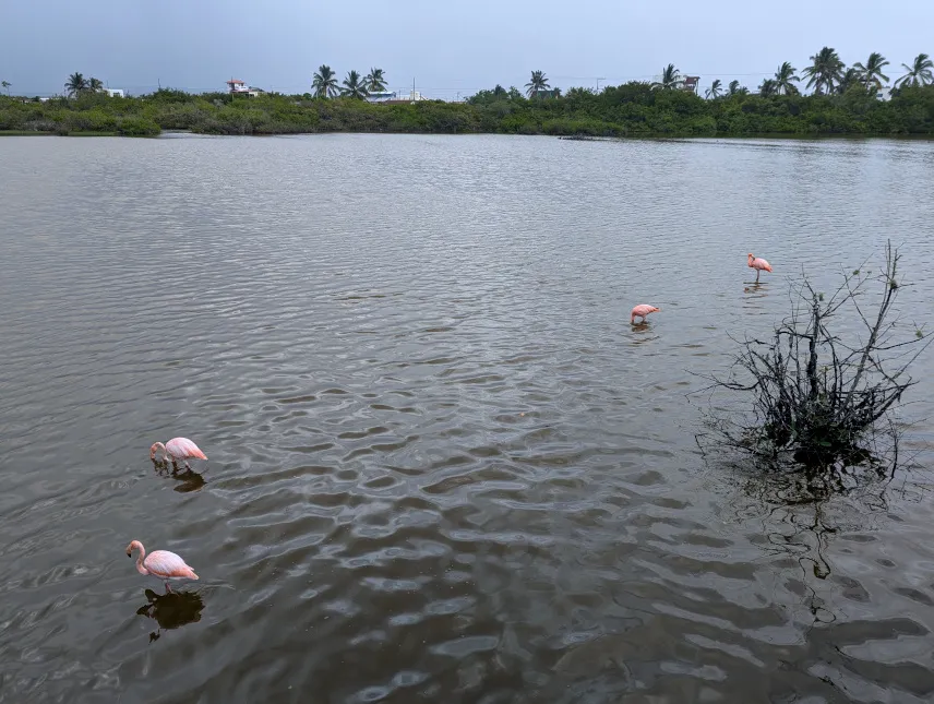Picture of Flamingos at Isabela Island