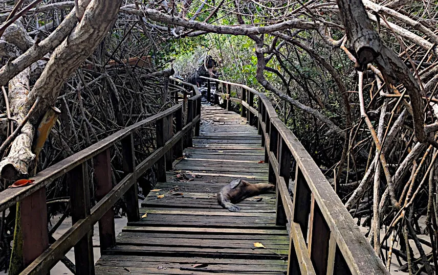 Picture of Sea lion on the way to Concha Perla