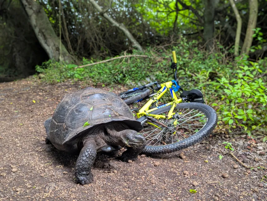 Picture of Wild tortoise on our way to the Wall of Tears