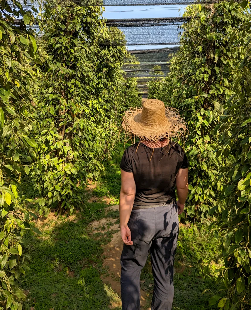 Picture of Pepper farm, Kampot