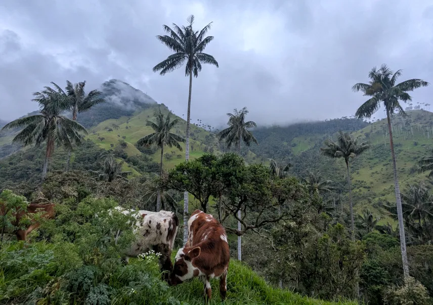 Picture of La Carbonera Salento