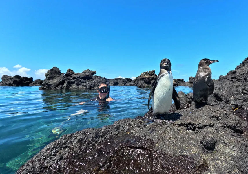 Picture of Snorkelling with Penguins at Los Tuneles