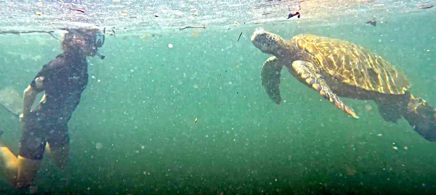 Picture of Snorkelling with Penguins at Los Tuneles