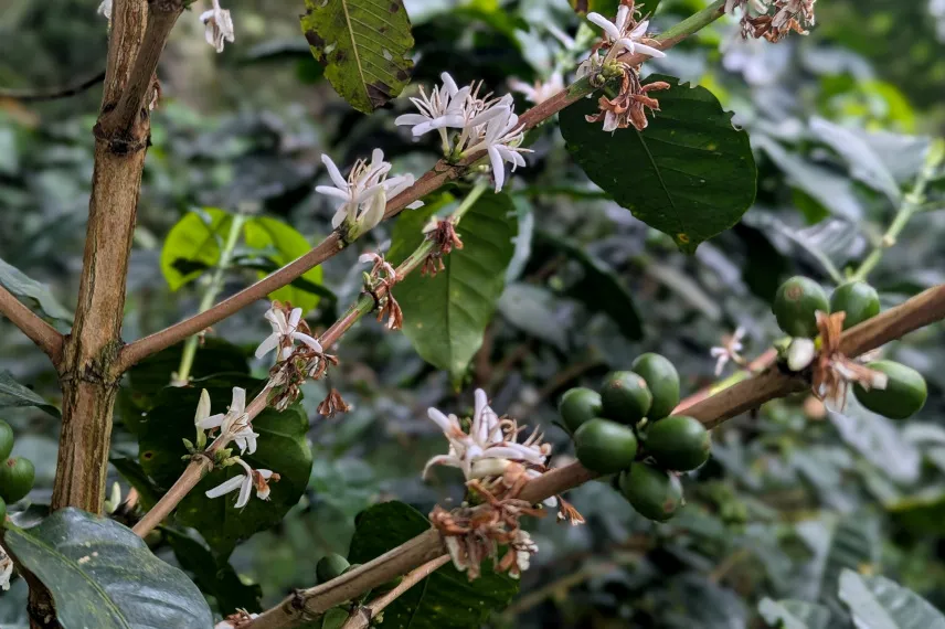 Picture of Colombian coffee farm