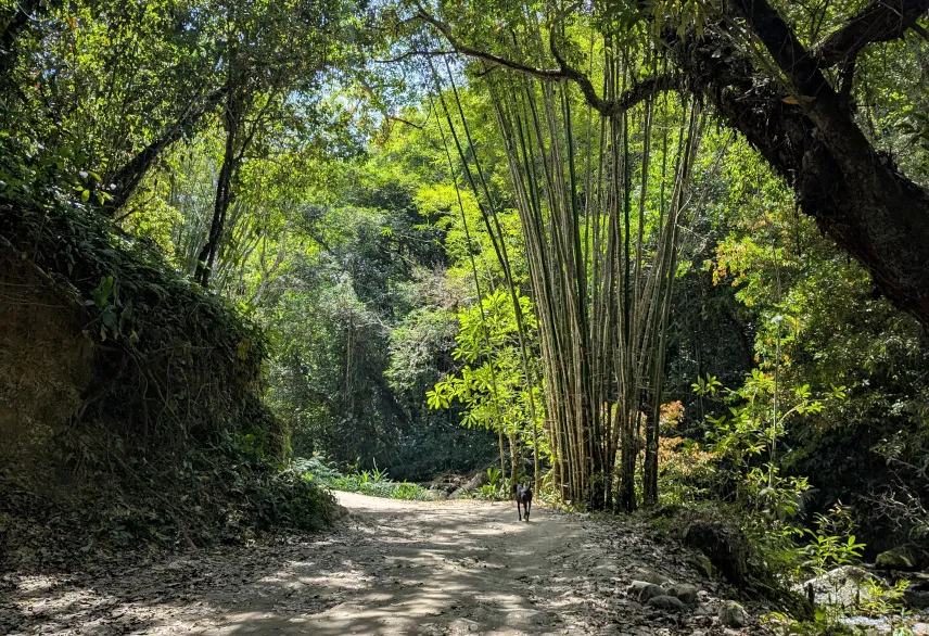 Picture of Typical street in Minca