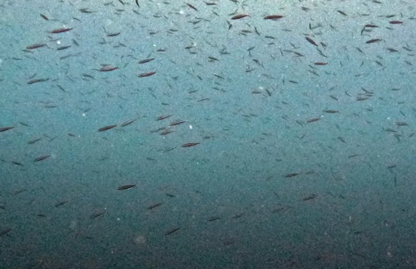 Picture of Moalboal Sardine Run