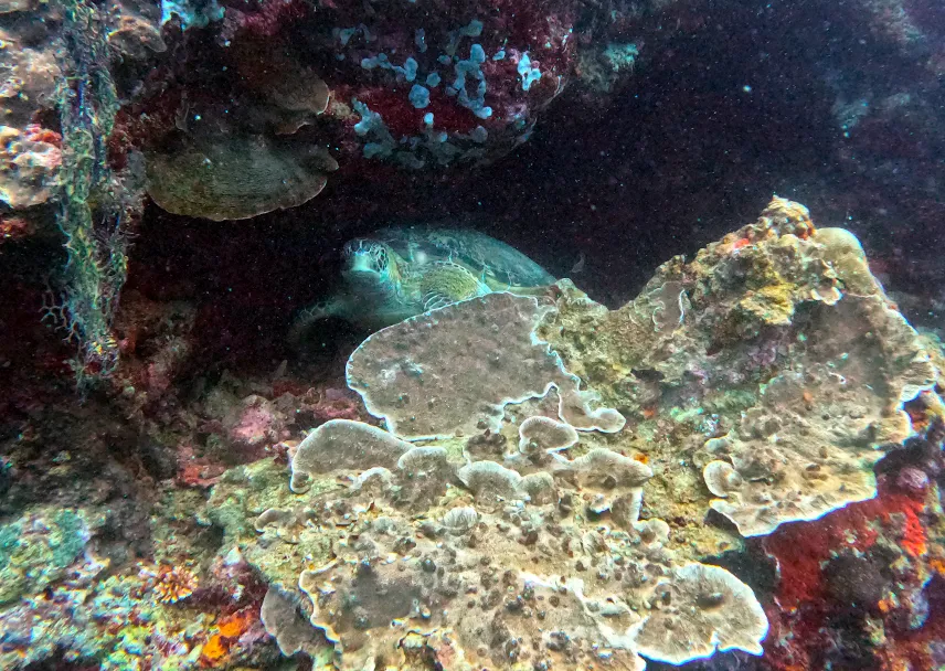 Picture of Turtle in Moalboal