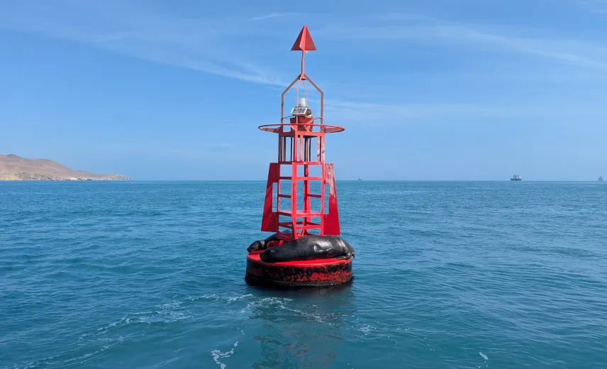 Picture of Sea lions on buoy