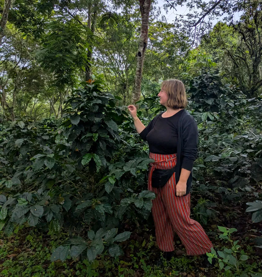 Picture of Coffee finca in Salento