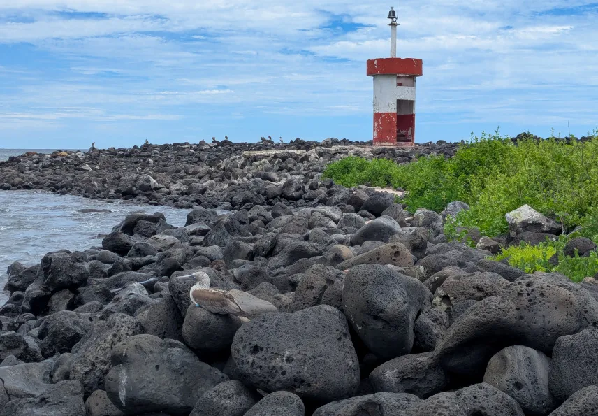 Picture of Playa Punta Carola with Blue Footed Boobies