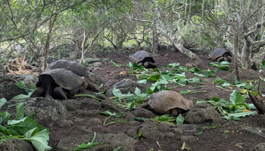 Picture of Centro de Crianza de Tortugas Terrestres David Rodriguez