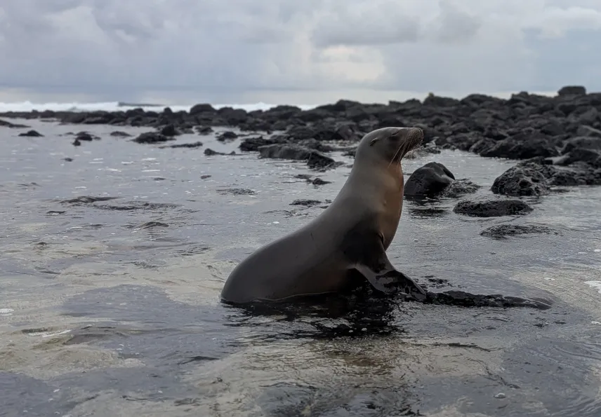 Picture of Sea lion at La Loberia