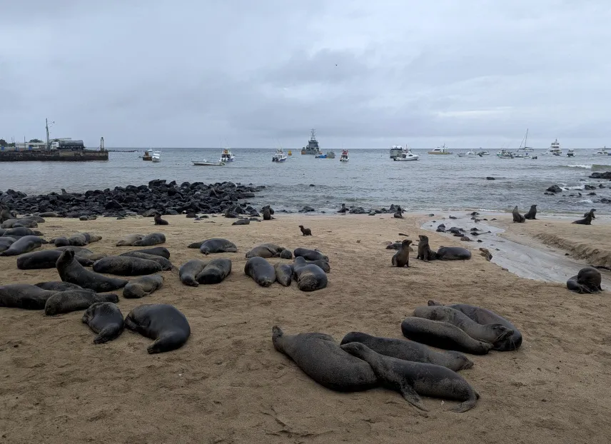 Picture of Sea lions in downtown Puerto Baquerizo Moreno