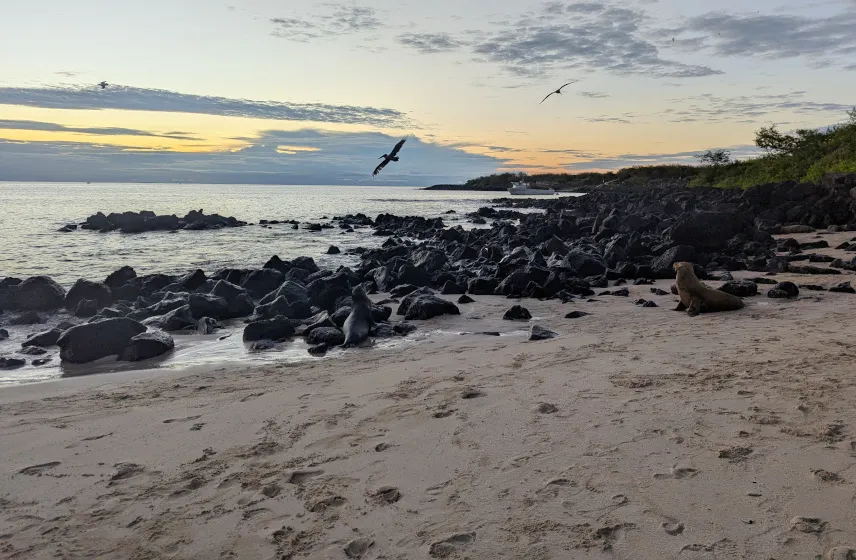 Picture of Sea lions at sunset on Playa Mann