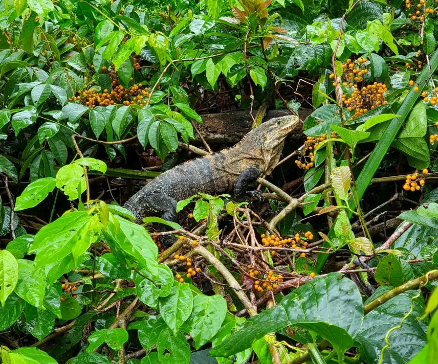 Picture of Belizean Iguana