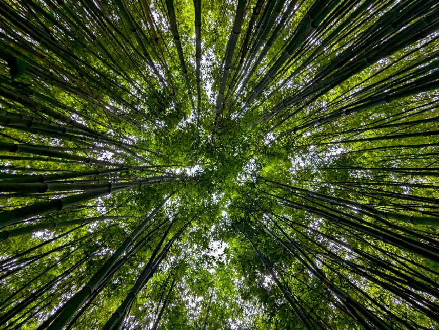 Picture of Bamboo forest