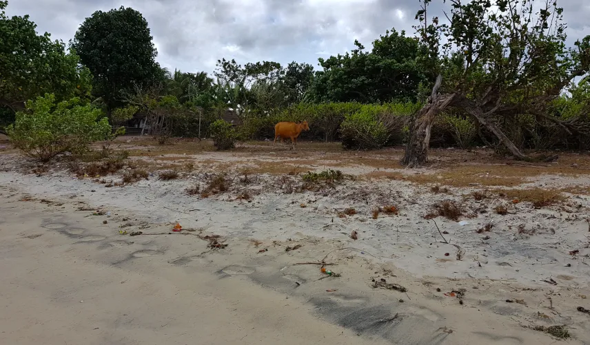 Picture of Local life on Gilis Lombok