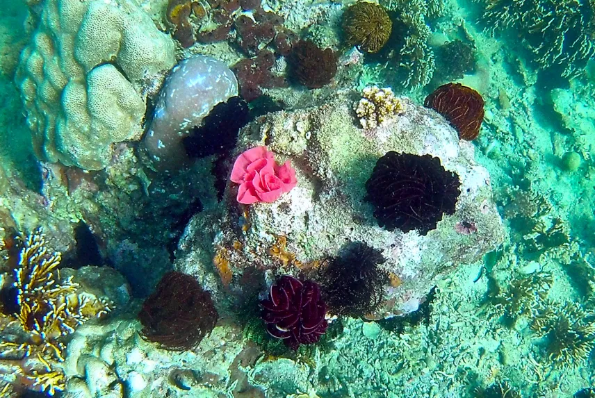 Picture of Secret Gili Islands snorkelling