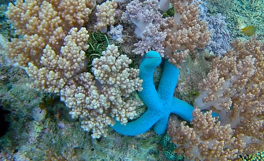 Picture of Secret Gilis snorkelling