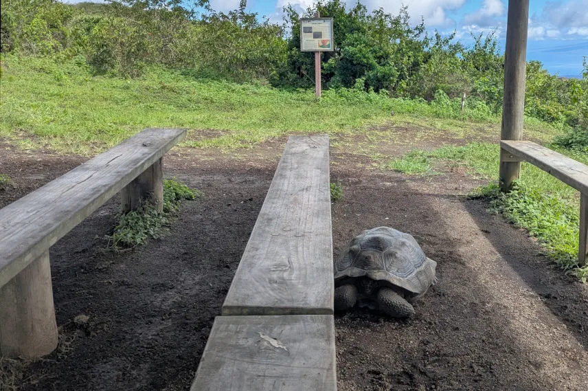 Picture of Tortoise chilling at our break spot
