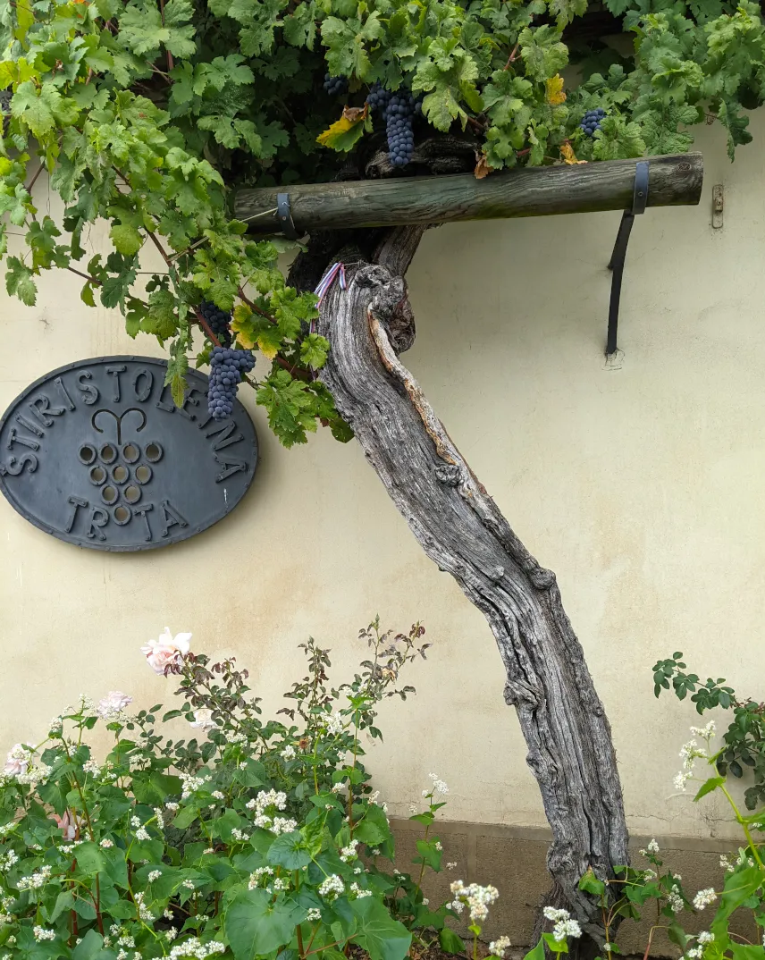 Picture of World's Oldest Vine, Maribor