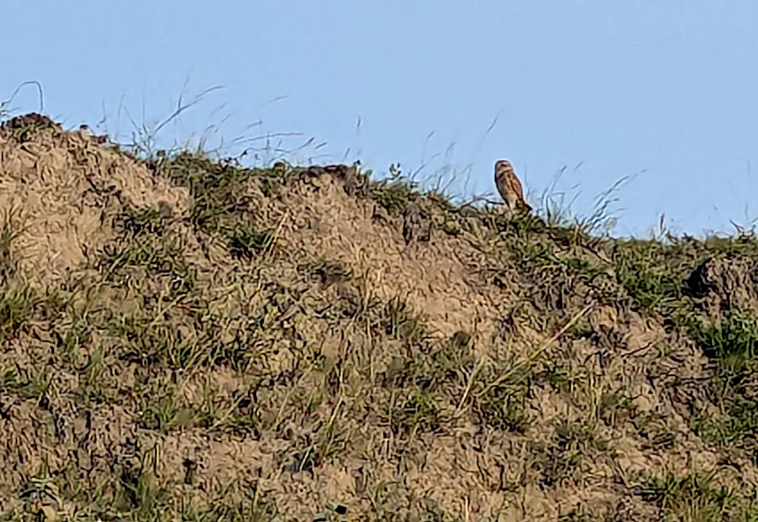 Picture of Spotting an owl