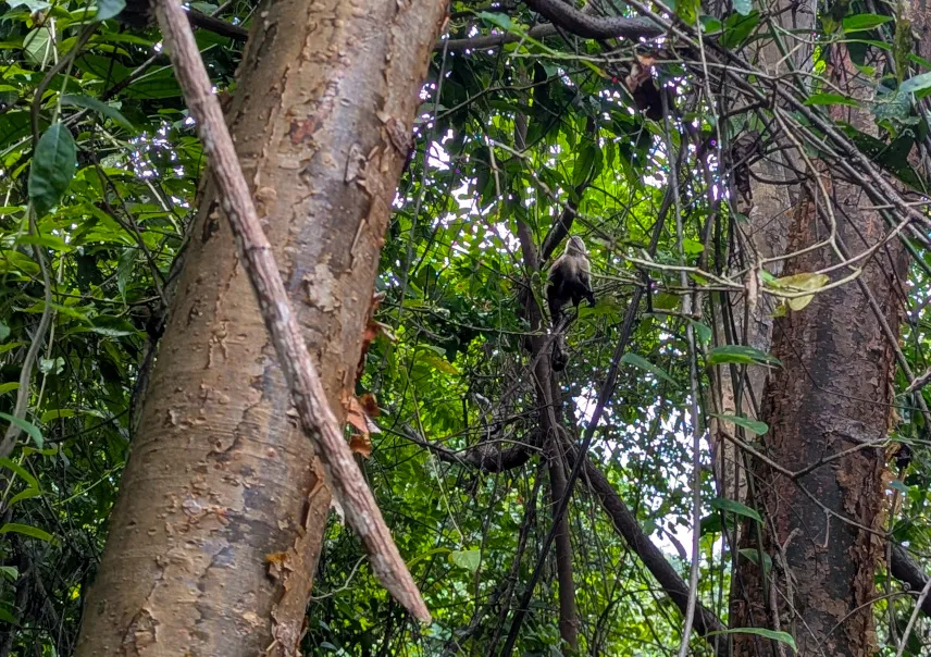 Picture of Spotting monkeys at Tayrona National Park