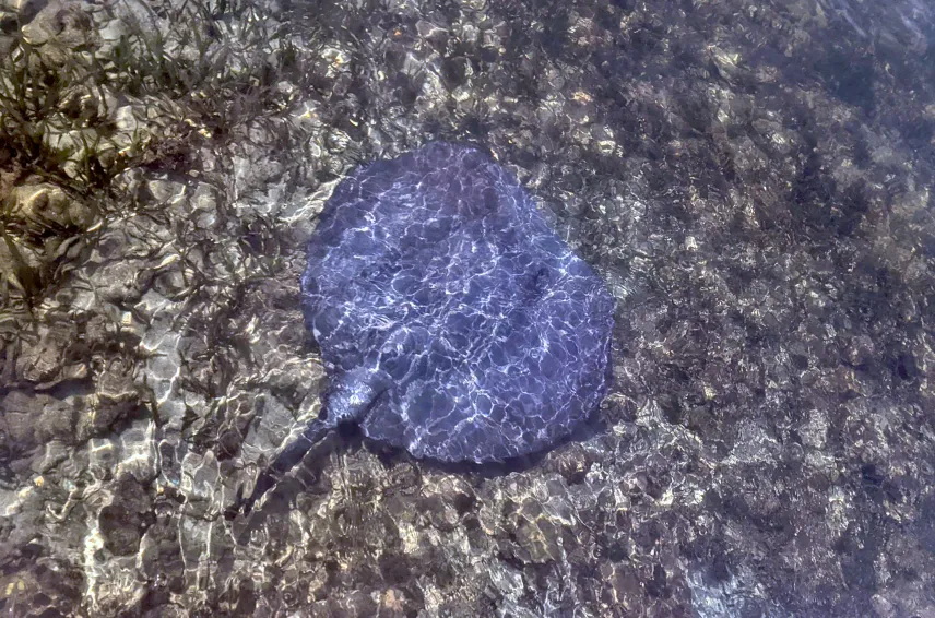 Picture of Sting Ray on Tobacco Caye