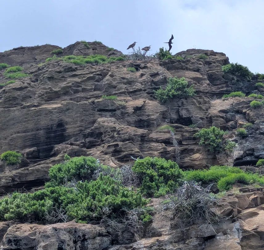 Picture of Birdwatching at Punta Pitt