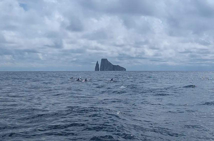 Picture of Dolphins in front of Kicker Rock