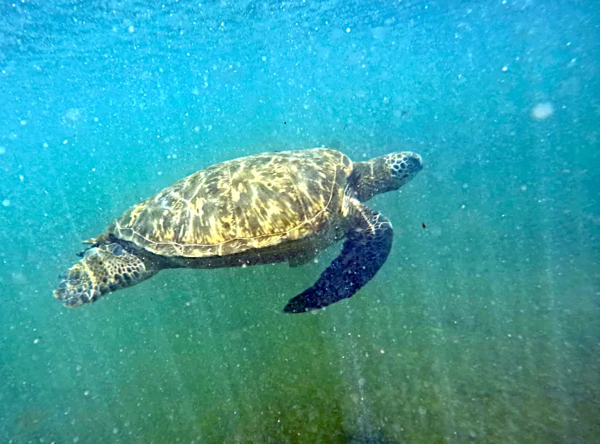 Picture of Turtle at Bahia Rosa Blanca